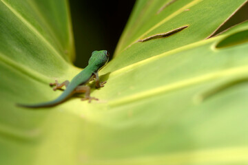 Gecko dans une forêt tropicale