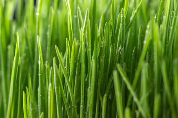 Fototapeta na wymiar Close up of fresh thick grass with water drops in the early morning