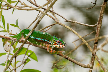 Caméléon dans une forêt tropicale