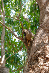 Lémurien dans une forêt de Madagascar