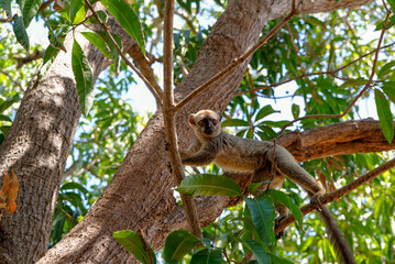 Lémurien dans une forêt de Madagascar