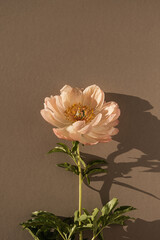 Elegant peachy peony flower on tan brown background. Minimal delicate still life floral composition