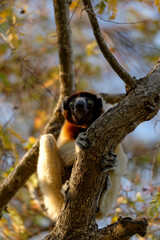 Lémurien dans une forêt de Madagascar