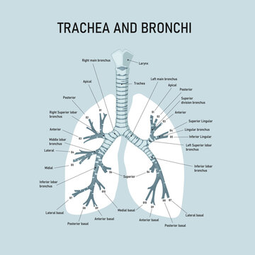 Trachea and bronchi. Anatomy of the human bronchi. Medical illustration