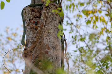 Lémurien dans une forêt de Madagascar