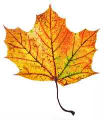 Fototapeta na wymiar Orange maple leaf