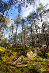 Fototapeta na wymiar Pines and rocky chaos in the Apremont gorges. Fontainebleau forest
