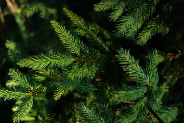 Fluffy pine tree brunch close up - black background