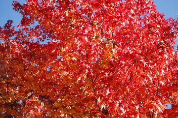 Ahorn (Acer), rotes Herbstlaub an einem Baum, Deutschland