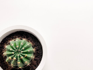 Cactus in a white pot on a white background. Minimalism.
