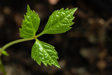 close up of green leaves