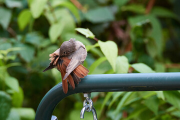 Junger Hausrotschwanz bei der Gefiederpflege	