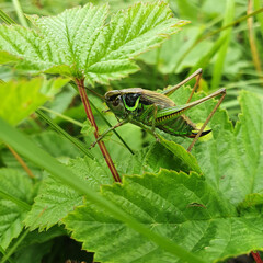 Roesels Bush Cricket 