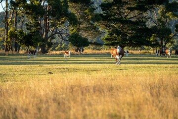 Hereford cows grazing in a paddock.