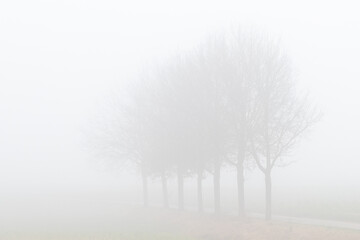 A row of trees covered by a thick layer of mist in winter season in the rolling hills of the Netherlands