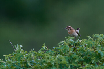 Braunkehlchen Weibchen	