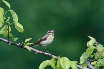 Braunkehlchen Weibchen	