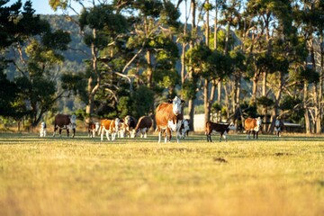 Hereford cows grazing in a paddock.
