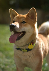 Shiba Inu dog