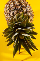 Beautiful fresh pineapple isolated on yellow background. Summer seasonal fruit design idea pattern concept. Copy space, close up