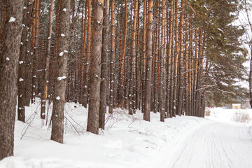 A walk through the winter forest. Snow trees and a cross-country ski trail. Beautiful and unusual roads and forest trails. Beautiful winter landscape. The trees stand in a row