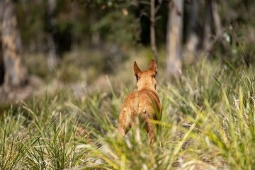 dingo in the bush in australia.