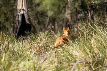 dingo in the bush in australia.
