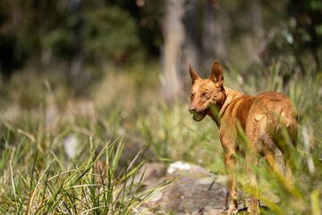 dingo in the bush in australia.