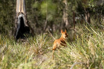 dingo in the bush in australia.