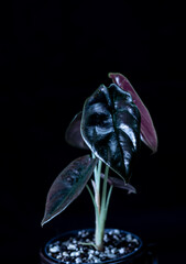 Alocasia  cuprea "Red Secret" baby