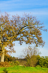 Fototapeta premium Autumn old oak tree
