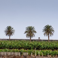 Palm trees inside a banana plantation