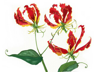 花の水彩画ユリ