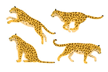 Vector set of flat leopard isolated on white background