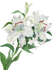 花の水彩画カサブランカ