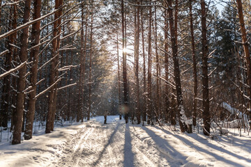 Fototapeta premium Sunlight through the trees in the forest. Snow trees and a cross-country ski trail. Beautiful and unusual roads and forest trails. Beautiful winter landscape. The trees stand in a row