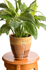 Home popular decorative flower Spathiphyllum in a ceramic pot with soil. 