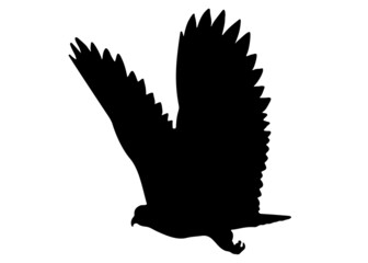 Large flying bird. Vector image.