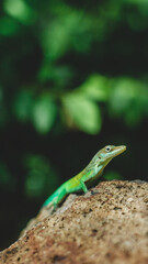 Lézard