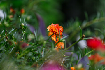 flowers in the morning sun