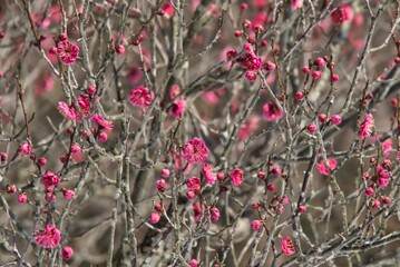 木, 自然, 花, 梅,とぶ, 全盛期, ブランチ, 赤, 植える, ピンク, 花, 冬, 咲く, 雪, 庭, ベリー, ブッシュ, 季節, ベリー, 美しさ, 秋, サクランボ, 葉, フルーツ, 植物, 開花