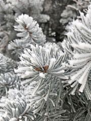 Naklejka na ściany i meble Fir branch on snow. Snow pine. Background. 
