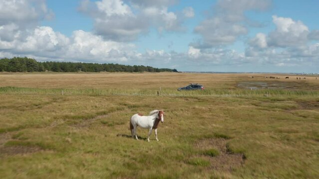 Herd of horses grazing on grass. Car driving on road between pastures. Flat grassland landscape. Denmark