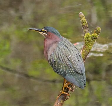 Patient Green Heron in Stealth Mode