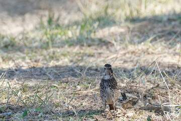 dusky thrush in the forest