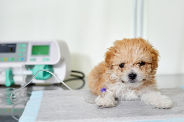 An illness maltipoo puppy lies on a table in a veterinary clinic with a catheter in its paw,...