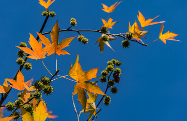 Liquidambar styraciflua or American sweetgum with autumn orange leaves and spiky green balls seeds on blue sky background. Amber tree twig in clear sunny day in fall garden. Place for your text - Powered by Adobe