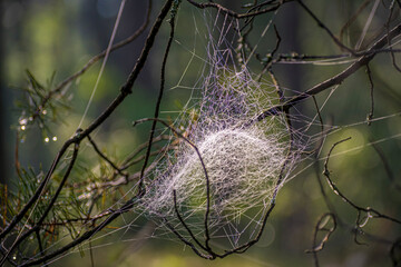 Bright spider web illuminated by morning sun. Thin pine tree branches, delicate threads, summer view in a forest. Selective focus on the details, blurred background.