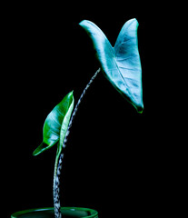 Alocasia Zebrina gives new leaf