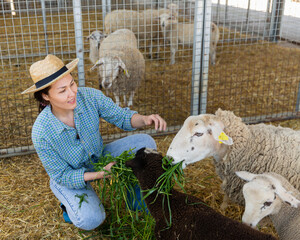 Positive young asian woman farmer working on livestock farm, feeding sheeps with fresh green grass in open enclosure